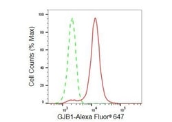 Invitrogen Connexin 32 Recombinant Rabbit Monoclonal Antibody (23GB5895) 20 &mu;L | Buy Online | Invitrogen&trade; | Fisher Scientific