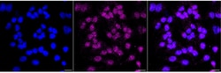 Invitrogen Connexin 32 Recombinant Rabbit Monoclonal Antibody (23GB5895) 20 &mu;L | Buy Online | Invitrogen&trade; | Fisher Scientific