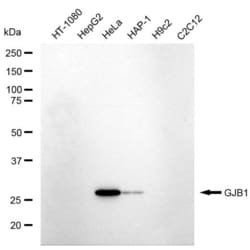 Invitrogen&trade;&nbsp;Connexin 32 Recombinant Rabbit Monoclonal Antibody (23GB5895)