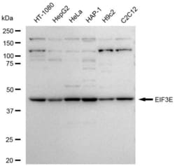 Invitrogen eIF3e Recombinant Rabbit Monoclonal Antibody (23GB5915), Invitrogen