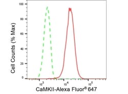 Invitrogen CaMKII Pan Recombinant Rabbit Monoclonal Antibody (23GB5920),
