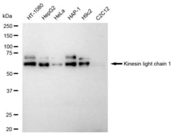 Invitrogen KLC1 Recombinant Rabbit Monoclonal Antibody (23GB5925), Invitrogen