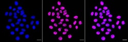 Invitrogen HTATSF1 Recombinant Rabbit Monoclonal Antibody (23GB5935) 20 &mu;L | Buy Online | Invitrogen&trade; | Fisher Scientific