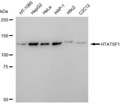 Invitrogen&trade;&nbsp;HTATSF1 Recombinant Rabbit Monoclonal Antibody (23GB5935)