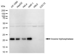 Invitrogen ITPA Recombinant Rabbit Monoclonal Antibody (23GB5975), Invitrogen