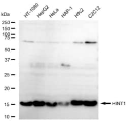 Invitrogen HINT1 Recombinant Rabbit Monoclonal Antibody (23GB5985), Invitrogen