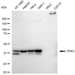 Invitrogen ITPK1 Recombinant Rabbit Monoclonal Antibody (23GB5995), Invitrogen