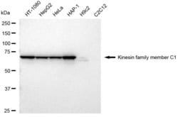 Invitrogen&trade;&nbsp;KIFC1 Recombinant Rabbit Monoclonal Antibody (23GB6000)