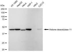 Invitrogen HDAC11 Recombinant Rabbit Monoclonal Antibody (23GB6005), Invitrogen