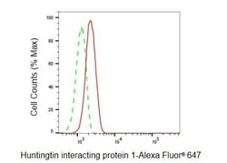 Invitrogen HIP1 Recombinant Rabbit Monoclonal Antibody (23GB6020), Invitrogen