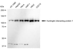 Invitrogen HIP1 Recombinant Rabbit Monoclonal Antibody (23GB6020), Invitrogen