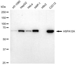 Invitrogen HSPA12A Recombinant Rabbit Monoclonal Antibody (23GB6030), Invitrogen
