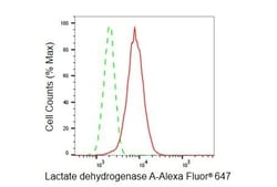 Invitrogen LDHA Recombinant Rabbit Monoclonal Antibody (23GB6060), Invitrogen