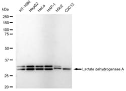 Invitrogen LDHA Recombinant Rabbit Monoclonal Antibody (23GB6060), Invitrogen
