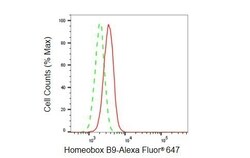 Invitrogen HOXB9 Recombinant Rabbit Monoclonal Antibody (23GB6075), Invitrogen