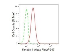 Invitrogen Cytokeratin 1 Recombinant Rabbit Monoclonal Antibody (23GB6135),