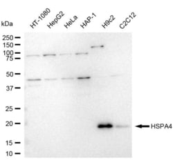 Invitrogen HSPA4 Recombinant Rabbit Monoclonal Antibody (23GB6195), Invitrogen