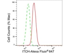 Invitrogen ITCH Recombinant Rabbit Monoclonal Antibody (23GB6255), Invitrogen
