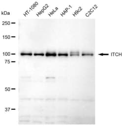 Invitrogen ITCH Recombinant Rabbit Monoclonal Antibody (23GB6255), Invitrogen