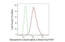 Invitrogen KPNA2 Recombinant Rabbit Monoclonal Antibody (23GB6295), Invitrogen