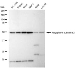 Invitrogen KPNA2 Recombinant Rabbit Monoclonal Antibody (23GB6295), Invitrogen