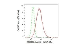 Invitrogen KCTD9 Recombinant Rabbit Monoclonal Antibody (23GB6305), Invitrogen