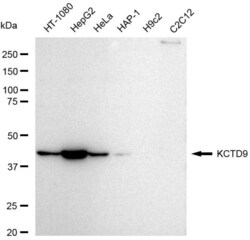 Invitrogen KCTD9 Recombinant Rabbit Monoclonal Antibody (23GB6305), Invitrogen
