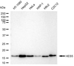 Invitrogen HES5 Recombinant Rabbit Monoclonal Antibody (23GB6360), Invitrogen