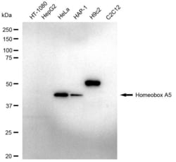Invitrogen&trade;&nbsp;HOXA5 Recombinant Rabbit Monoclonal Antibody (23GB6380)