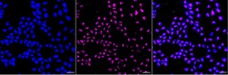 Invitrogen Laminin gamma-1 Recombinant Rabbit Monoclonal Antibody (23GB6415) 20 &mu;L | Buy Online | Invitrogen&trade; | Fisher Scientific
