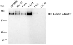 Invitrogen&trade;&nbsp;Laminin gamma-1 Recombinant Rabbit Monoclonal Antibody (23GB6415)
