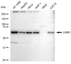 Invitrogen LIMK1 Recombinant Rabbit Monoclonal Antibody (23GB6425), Invitrogen