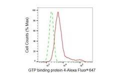 Invitrogen GTPBP4 Recombinant Rabbit Monoclonal Antibody (23GB6455), Invitrogen
