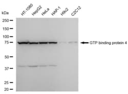 Invitrogen GTPBP4 Recombinant Rabbit Monoclonal Antibody (23GB6455), Invitrogen
