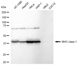 Invitrogen MHC Class I Recombinant Rabbit Monoclonal Antibody (23GB6515),