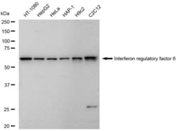 Invitrogen IRF6 Recombinant Rabbit Monoclonal Antibody (23GB6550), Invitrogen