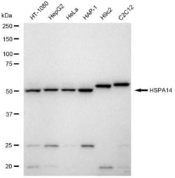 Invitrogen HSPA14 Recombinant Rabbit Monoclonal Antibody (23GB6565), Invitrogen