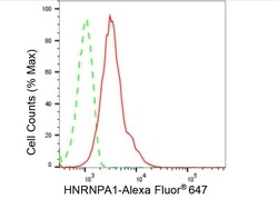 Invitrogen hnRNP A1 Recombinant Rabbit Monoclonal Antibody (23GB6575) 20 &mu;L | Buy Online | Invitrogen&trade; | Fisher Scientific