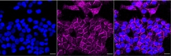 Invitrogen hnRNP A1 Recombinant Rabbit Monoclonal Antibody (23GB6575) 20 &mu;L | Buy Online | Invitrogen&trade; | Fisher Scientific