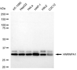 Invitrogen&trade;&nbsp;hnRNP A1 Recombinant Rabbit Monoclonal Antibody (23GB6575)