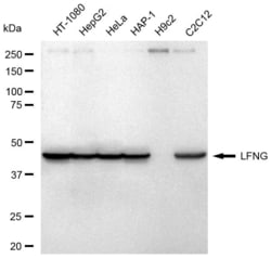 Invitrogen LFNG Recombinant Rabbit Monoclonal Antibody (23GB6595), Invitrogen 100 &mu;L | Buy Online | Invitrogen&trade; | Fisher Scientific