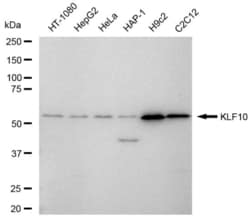 Invitrogen&trade;&nbsp;KLF10 Recombinant Rabbit Monoclonal Antibody (23GB6605)