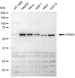Invitrogen HTRA1 Recombinant Rabbit Monoclonal Antibody (23GB6610), Invitrogen