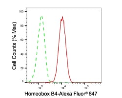 Invitrogen HOXB4 Recombinant Rabbit Monoclonal Antibody (23GB6620), Invitrogen