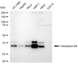 Invitrogen HOXB4 Recombinant Rabbit Monoclonal Antibody (23GB6620), Invitrogen