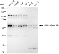 Invitrogen INHBB Recombinant Rabbit Monoclonal Antibody (23GB6625), Invitrogen