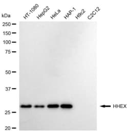 Invitrogen Hex Recombinant Rabbit Monoclonal Antibody (23GB6630), Invitrogen 100 &mu;L | Buy Online | Invitrogen&trade; | Fisher Scientific