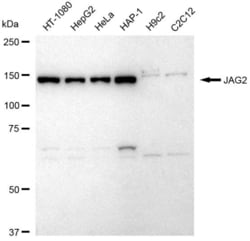Invitrogen Jagged 2 Recombinant Rabbit Monoclonal Antibody (23GB6640),