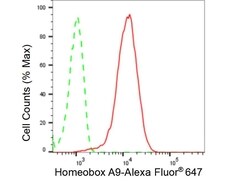 Invitrogen HOXA9 Recombinant Rabbit Monoclonal Antibody (23GB6645), Invitrogen