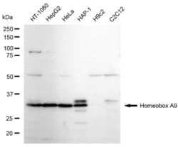 Invitrogen HOXA9 Recombinant Rabbit Monoclonal Antibody (23GB6645), Invitrogen